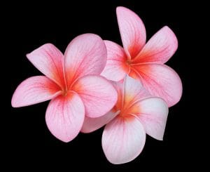 Close up of pink-yellow plumeria flowers